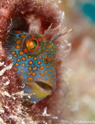 Parrothead 
Hypsoblennius invemar 
Tessellated blenny 
... by John Roach 